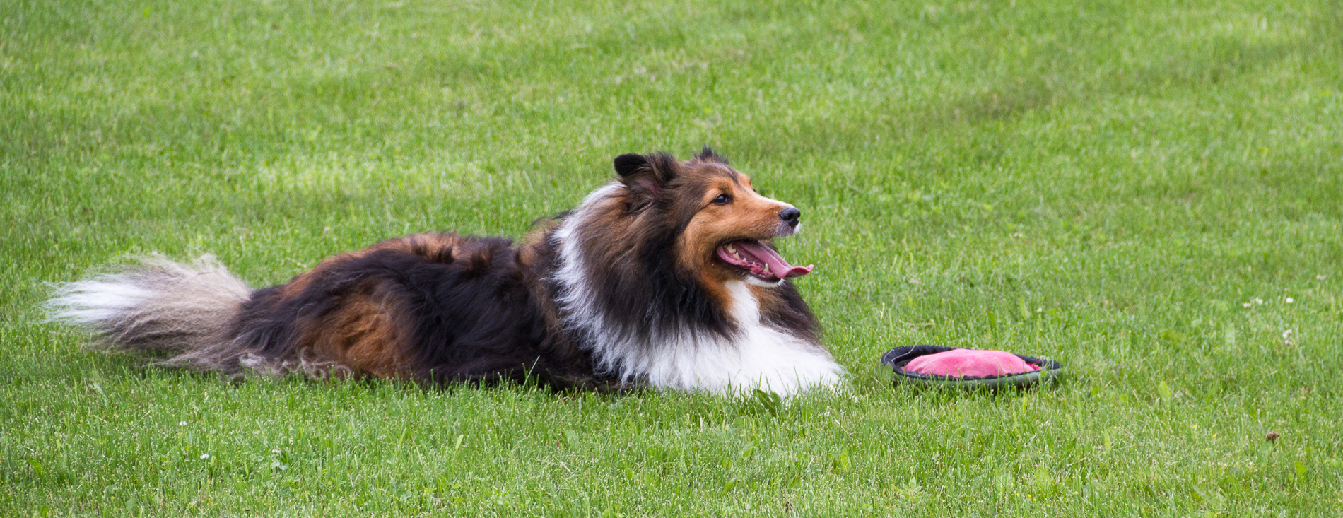A panting collie, lying in the grass next to a Frisbee.