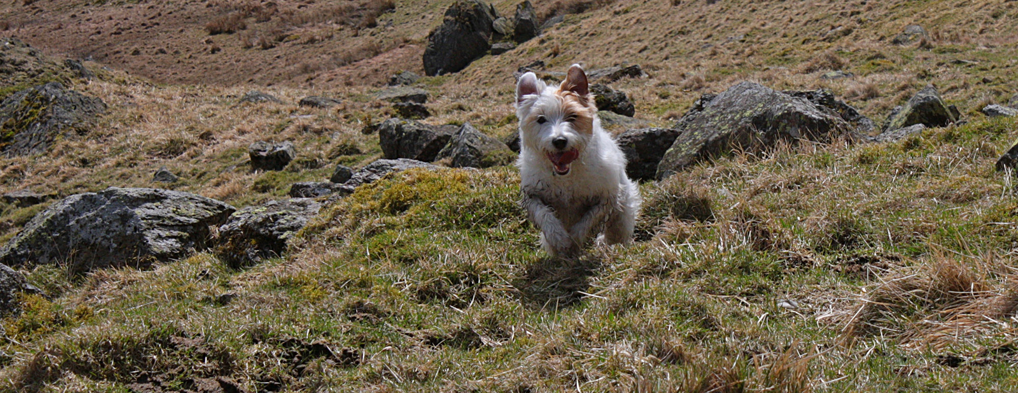 A small dog running pell-mell toward the camera with his tongue hanging out.