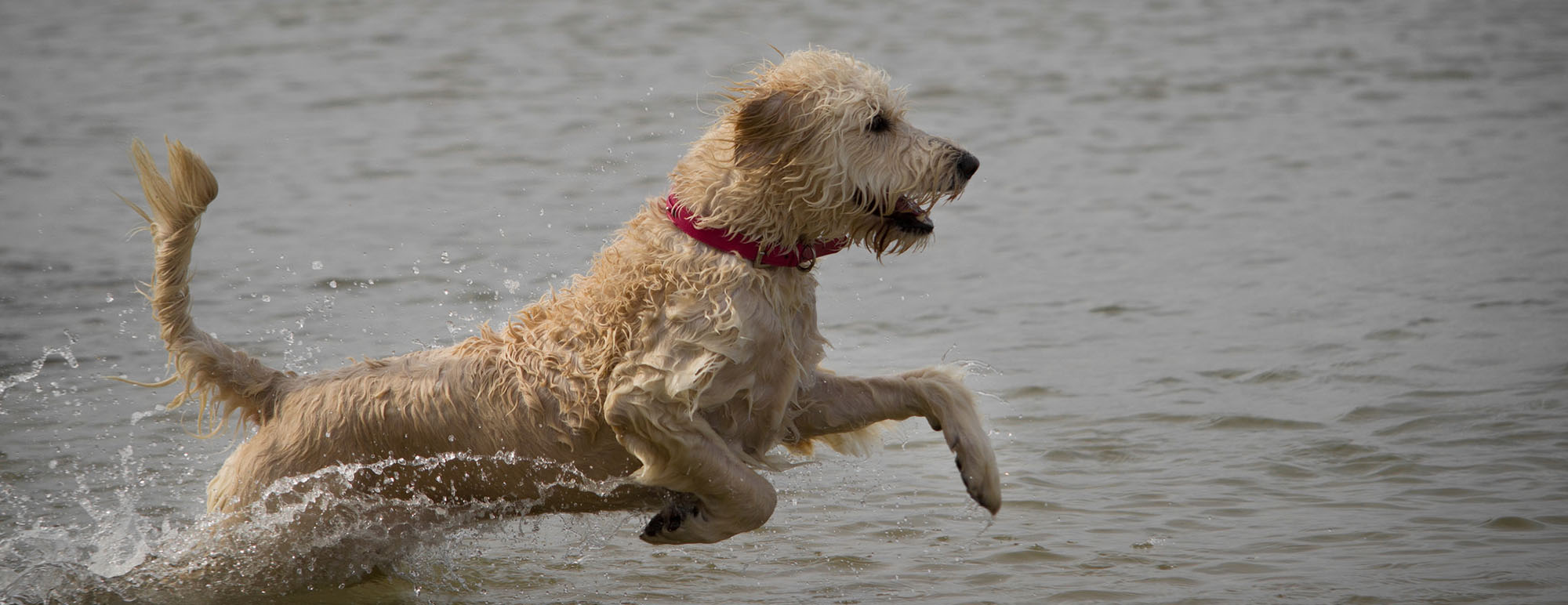 A wet, white dog leaping in the water.