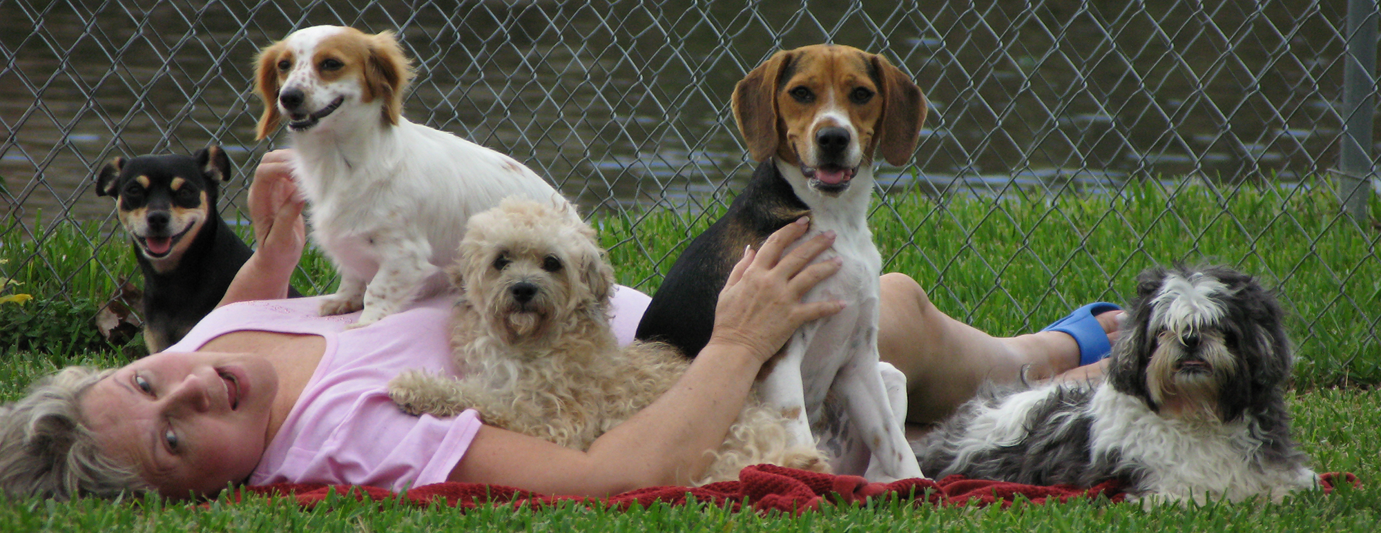 Five small dogs sitting around a woman lying in the grass.