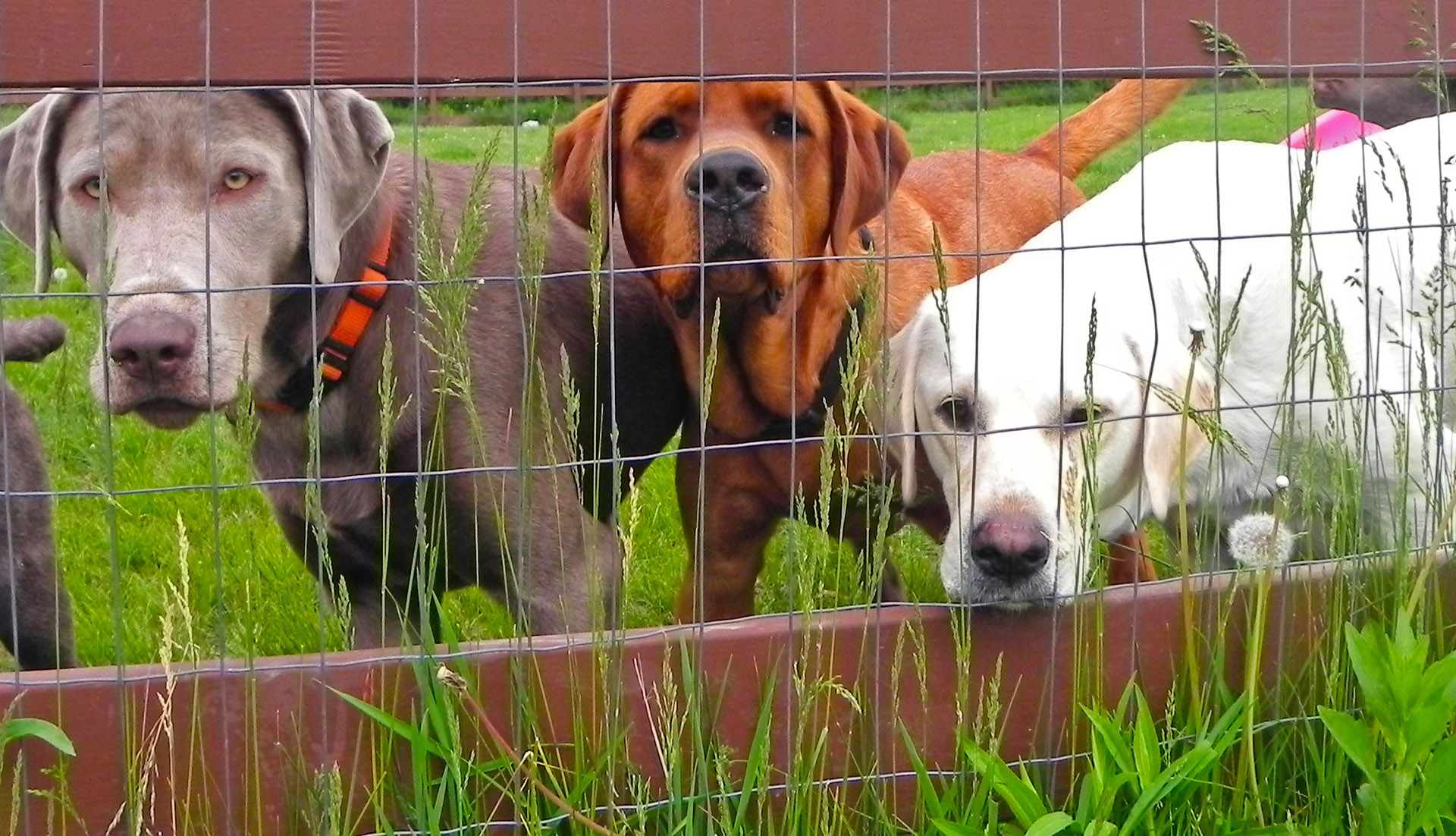 Three dogs peering through wire fence.