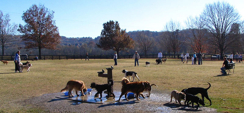 View of dogs in outside play area.