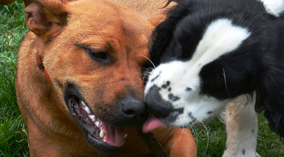 First slide: closeup of a dog licking the face of another dog