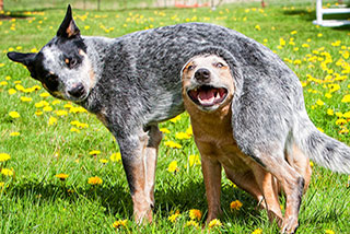 Dog play: one dog peeking under the belly of another dog