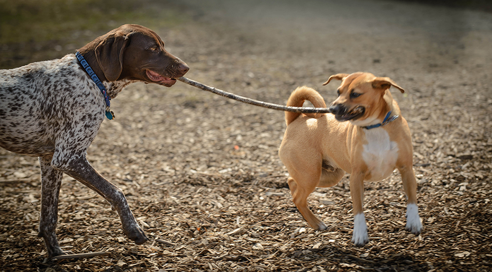 Third slide: two dogs, each with the end of the same stick in their mouths