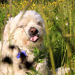 White dog basking in a meadow