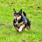 Doxen dog running across the grass